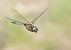 Eurasian Baskettail  - Rafał Gruszka