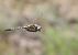 Eurasian Baskettail  - Rafał Gruszka
