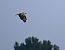 Long-legged Buzzard  - Tomasz Tumiel