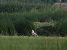 Long-legged Buzzard  - Tomasz Tumiel