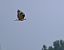 Long-legged Buzzard  - Tomasz Tumiel