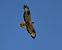 Long-legged Buzzard  - Katarzyna Laszkiewicz