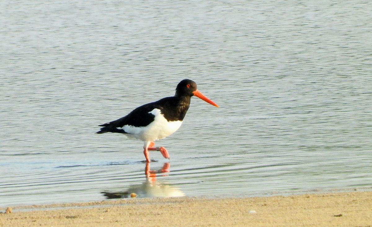 ostrygojad 