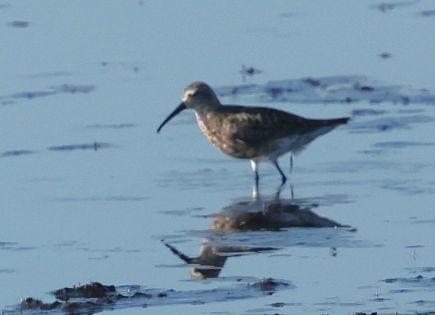 Curlew Sandpiper 