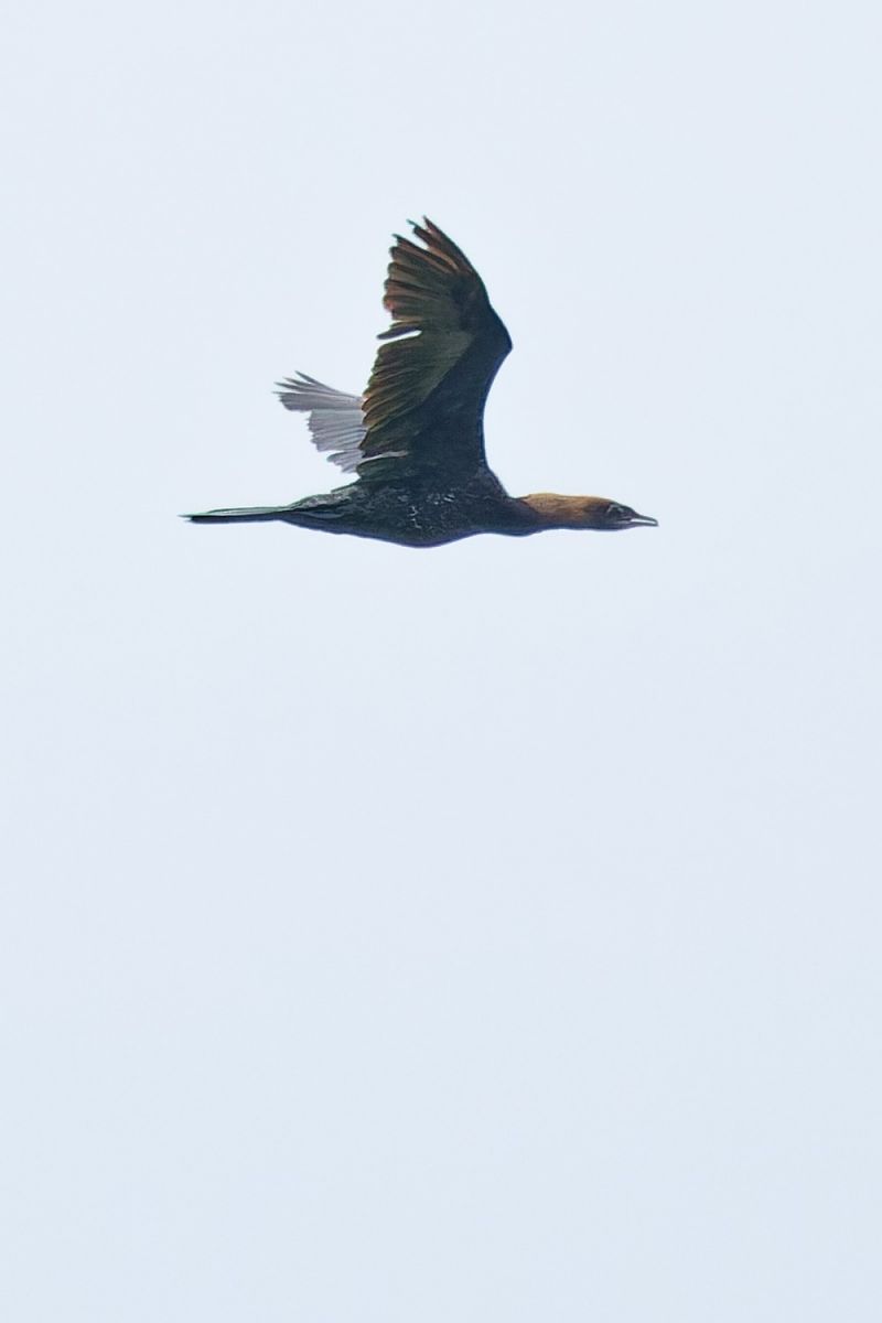 kormoran mały 