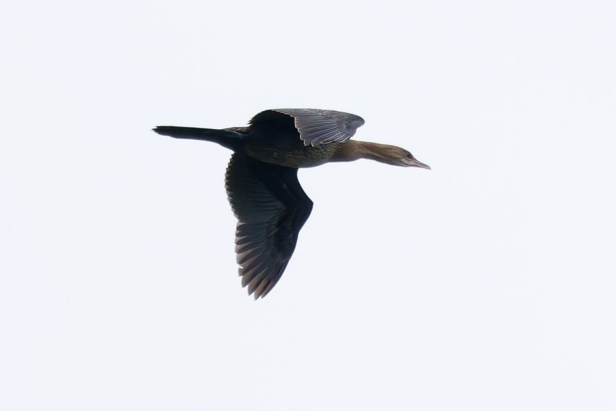 kormoran mały 
