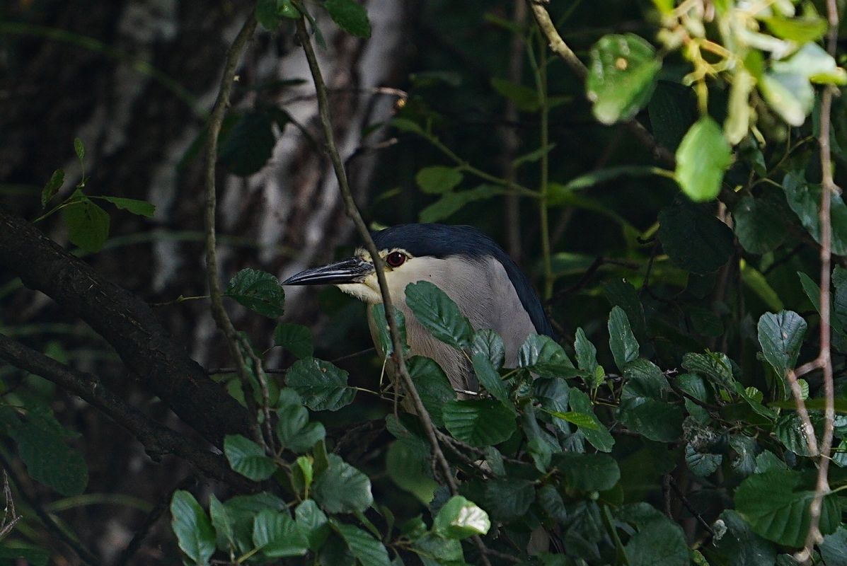 Black-crowned Night Heron 