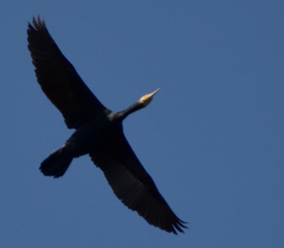 kormoran  - Hanna Żelichowska