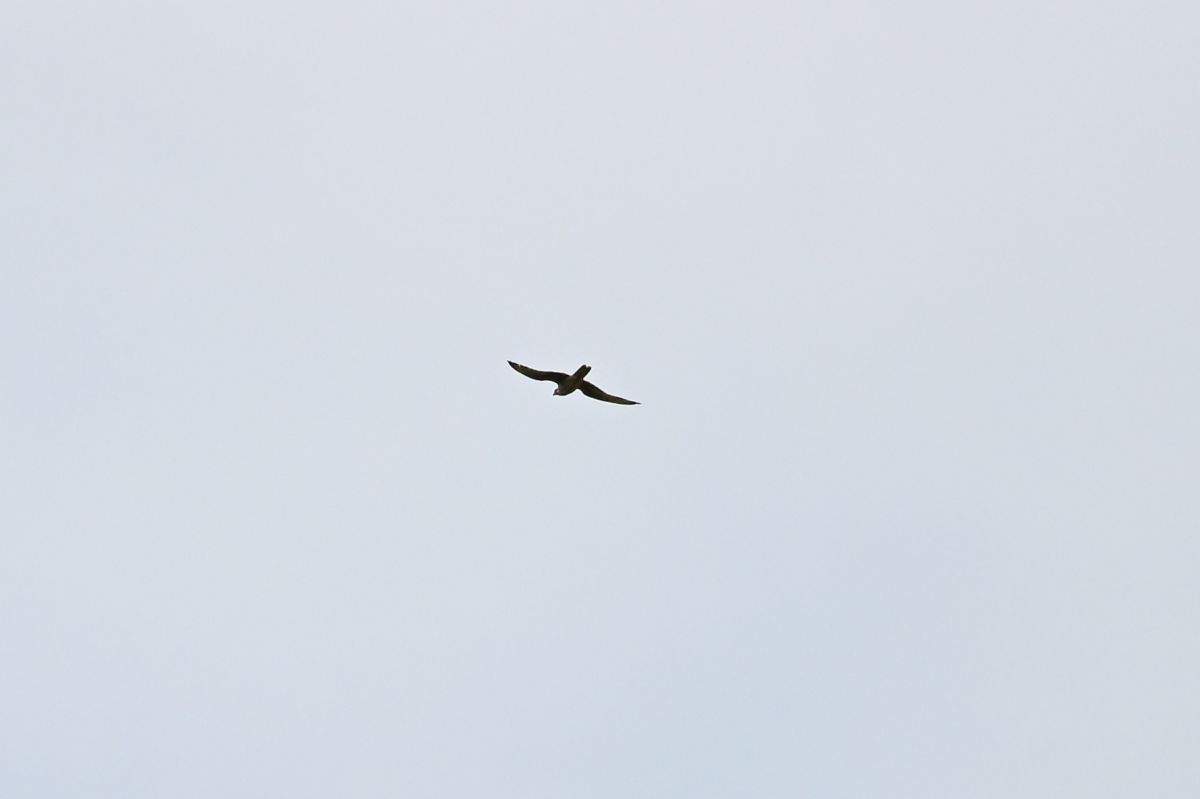 Würgfalke 