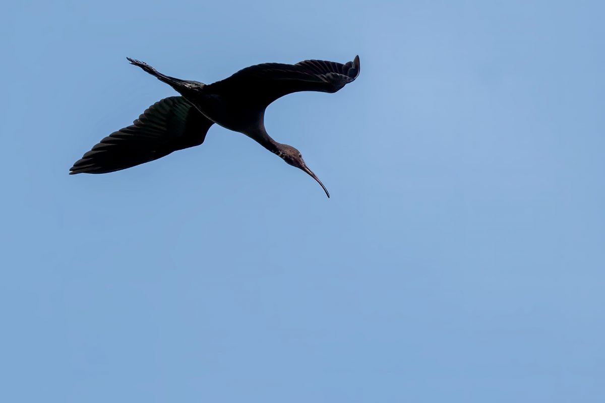 Ibis falcinelle  - Ewa Janas