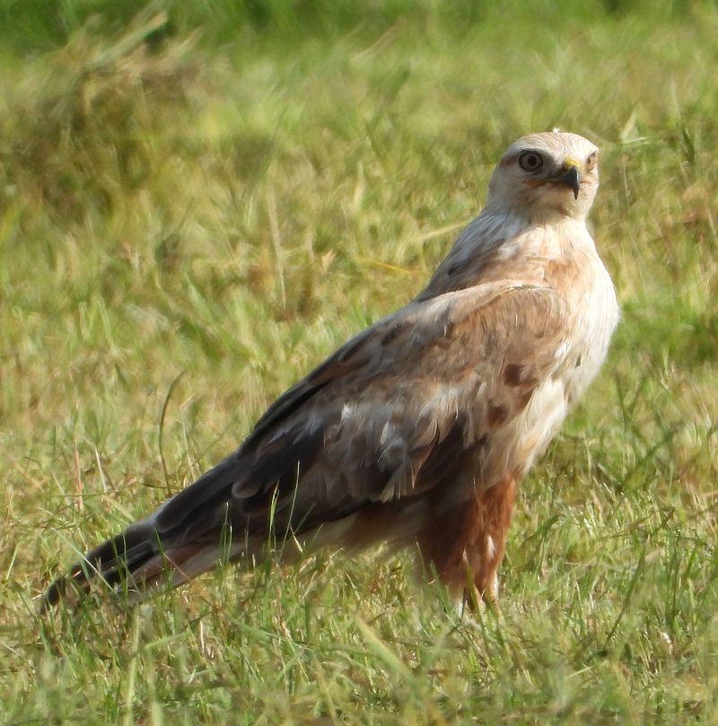 Adlerbussard  - Geoff Boulton