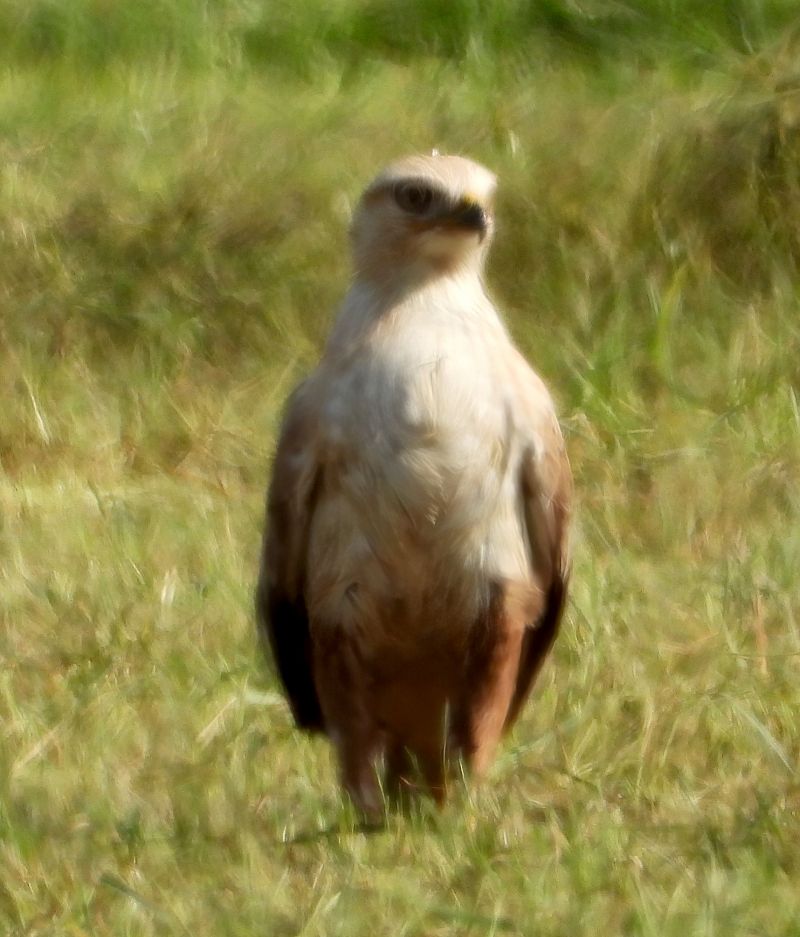 Adlerbussard  - Geoff Boulton