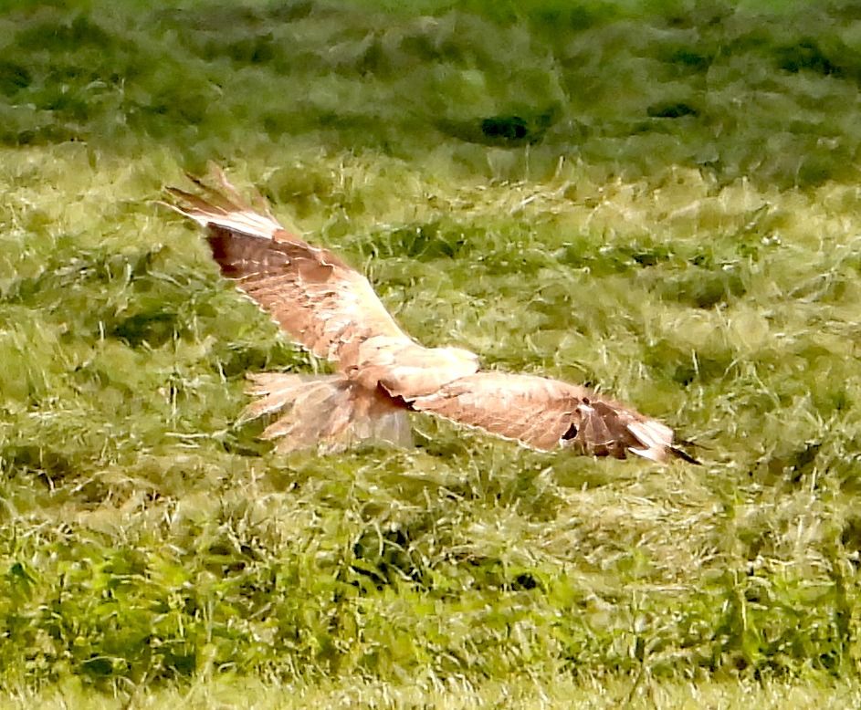 Adlerbussard  - Geoff Boulton