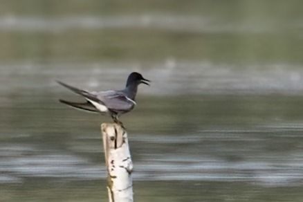Black Tern 