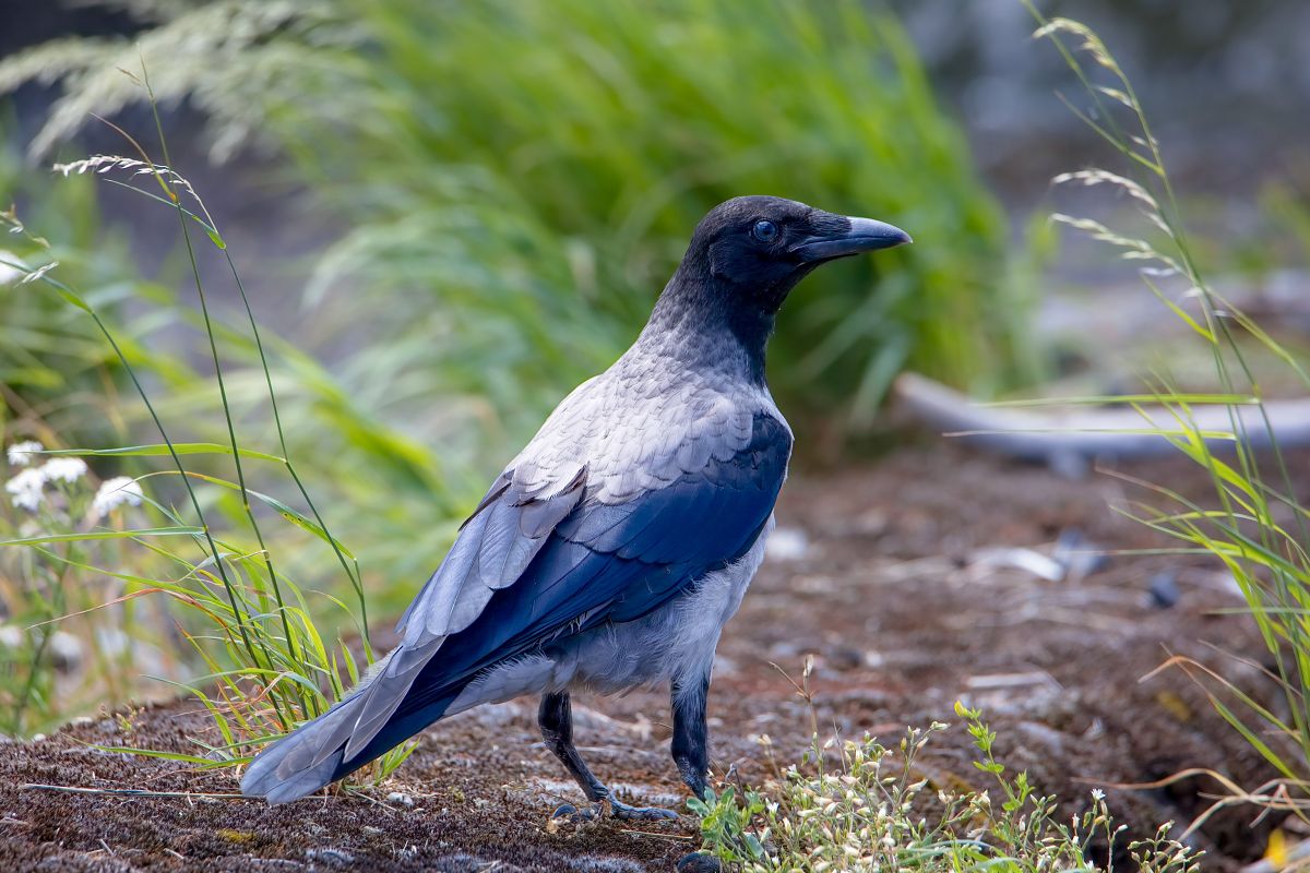 wrona (siwa, ssp. cornix) 