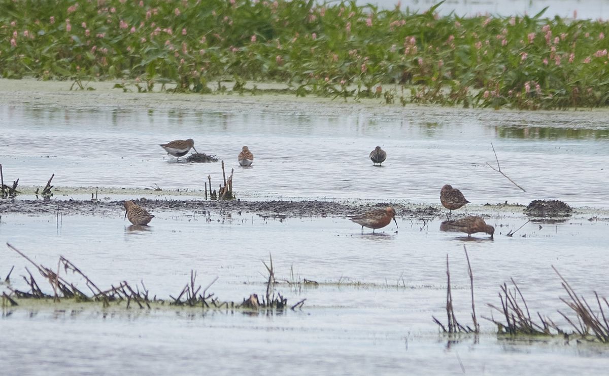biegus krzywodzioby  - Teresa Mariusz Blank