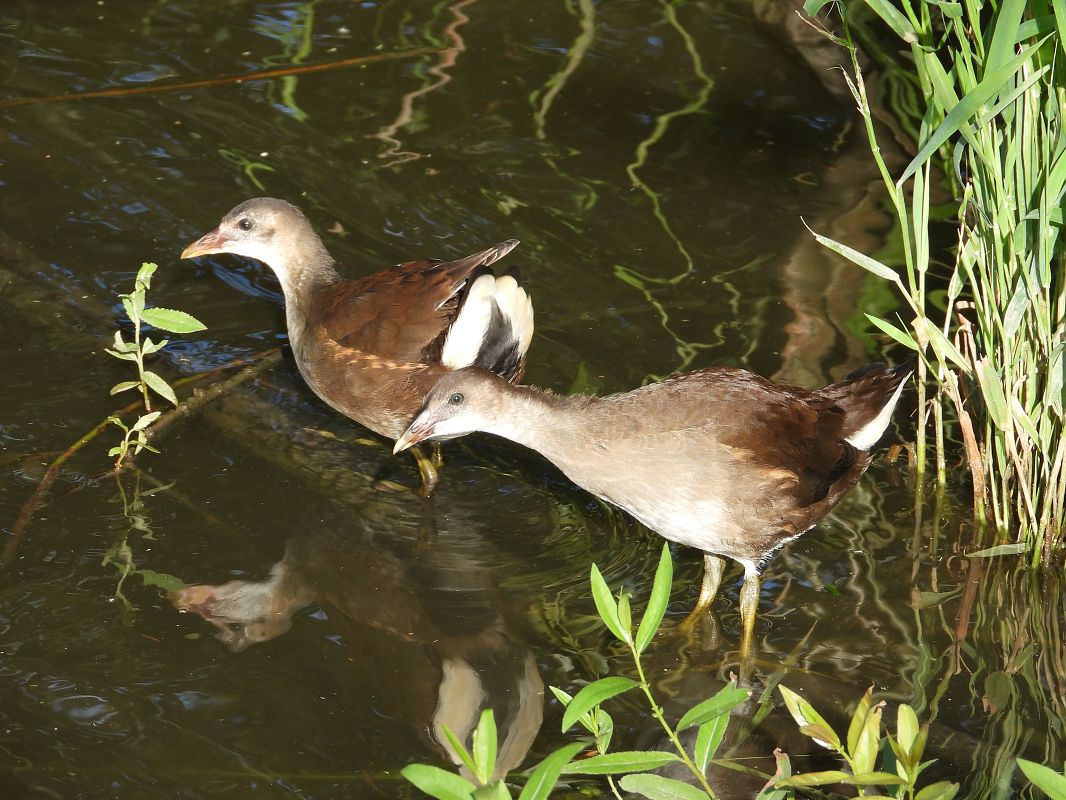 Teichhuhn 