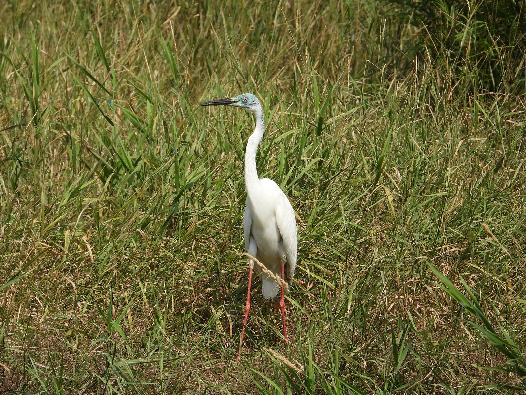 Grande Aigrette 