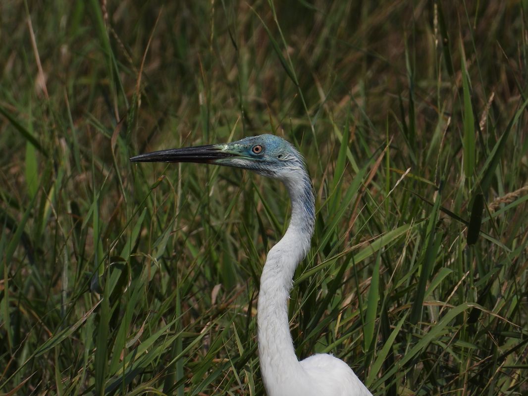 Grande Aigrette 