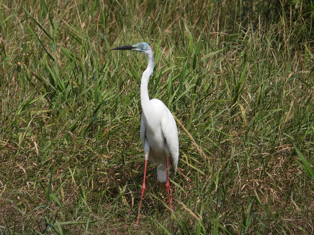 Grande Aigrette 