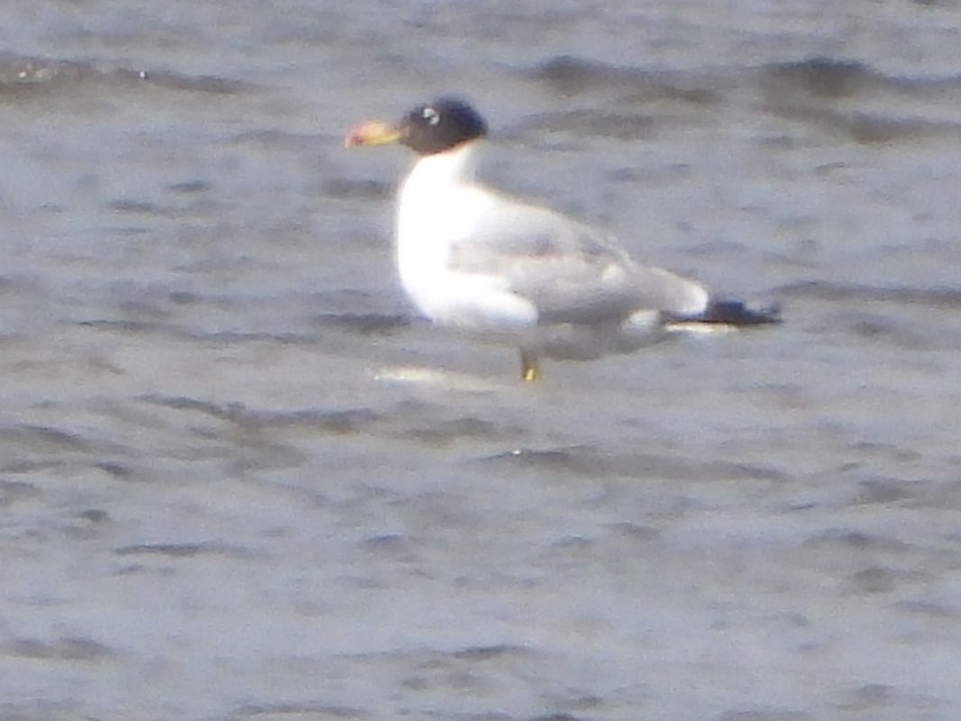 Pallas's Gull 