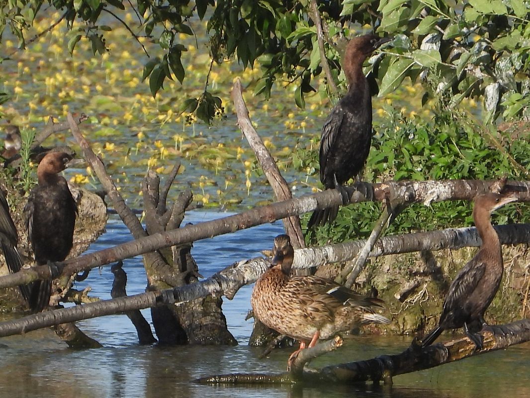 kormoran mały 