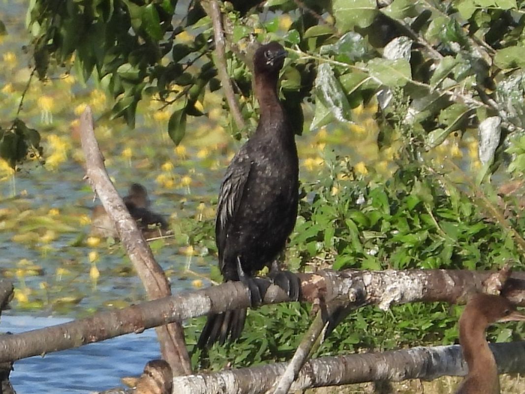 kormoran mały 