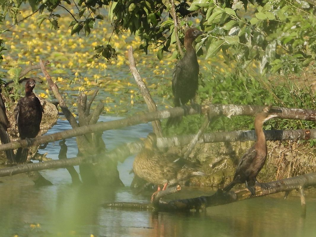 kormoran mały 