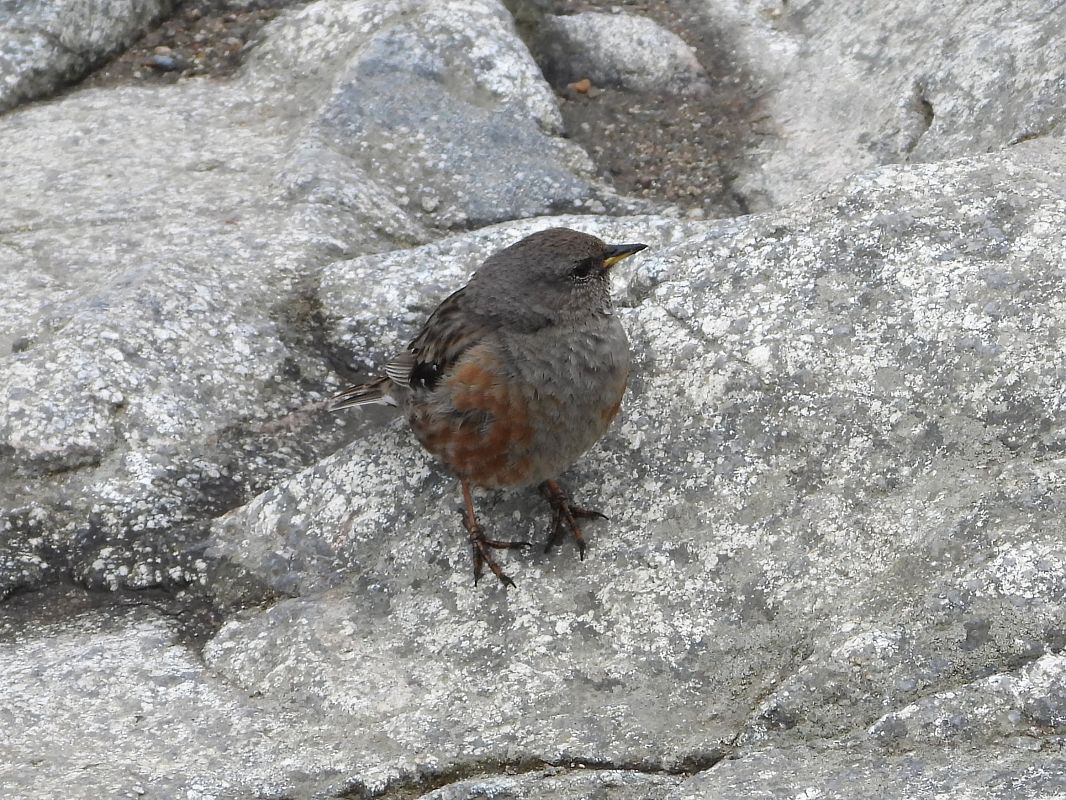 Alpine Accentor 