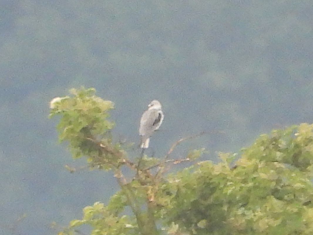 kaniuk 