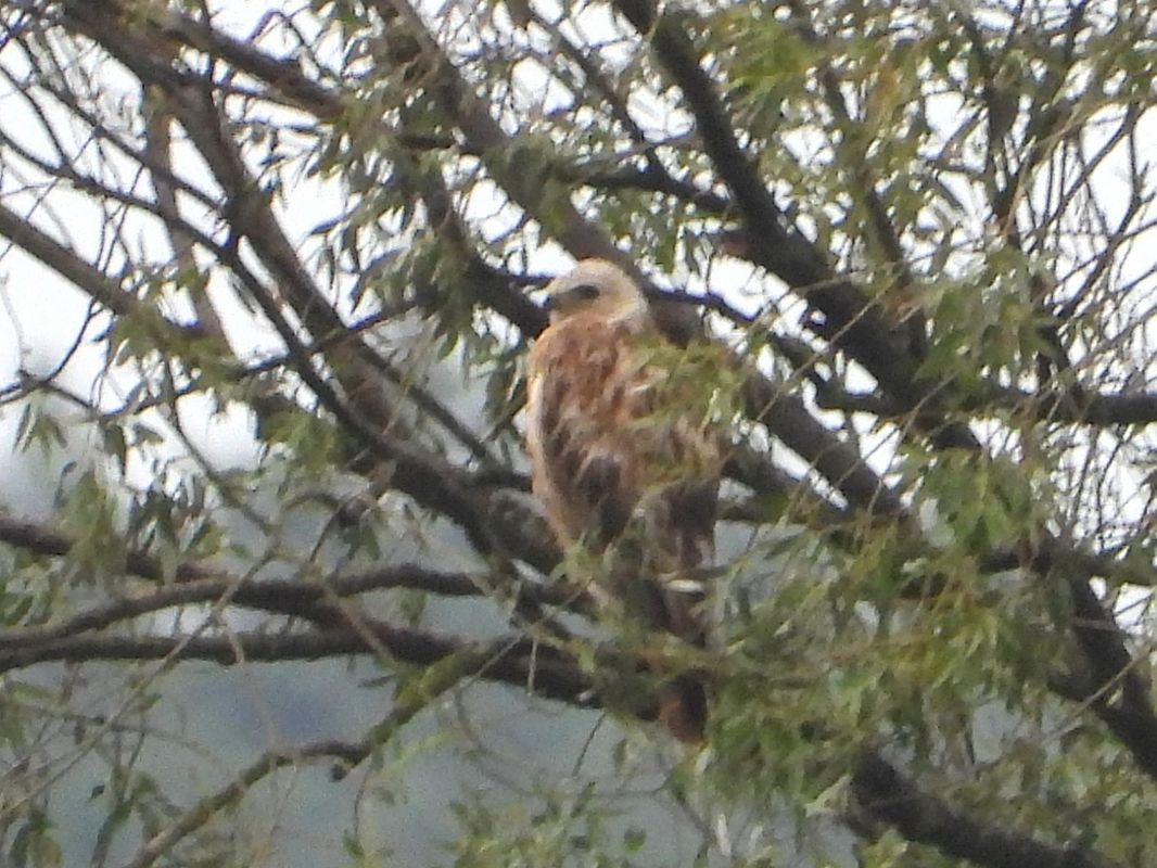 Adlerbussard 