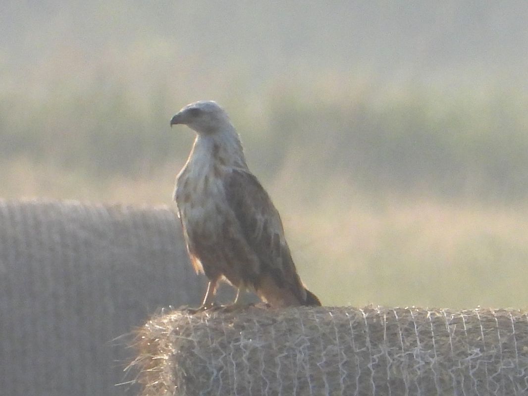 Adlerbussard 