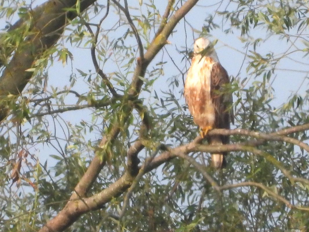 kurhannik 