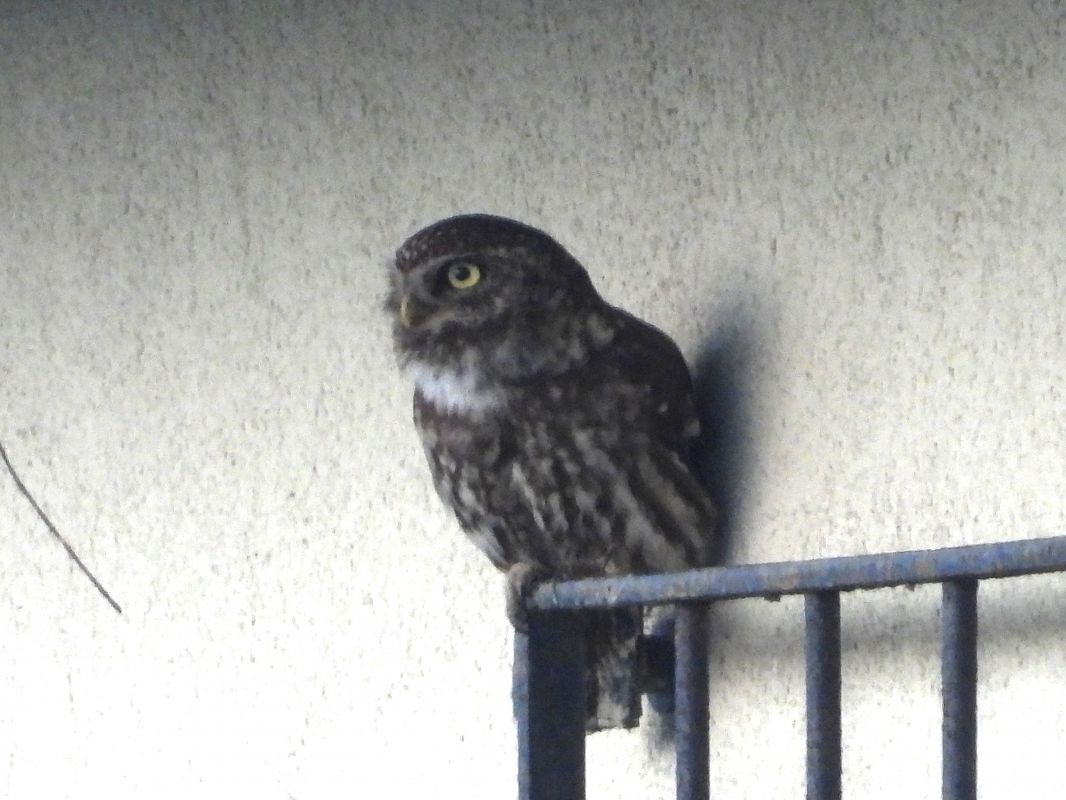 Steinkauz 