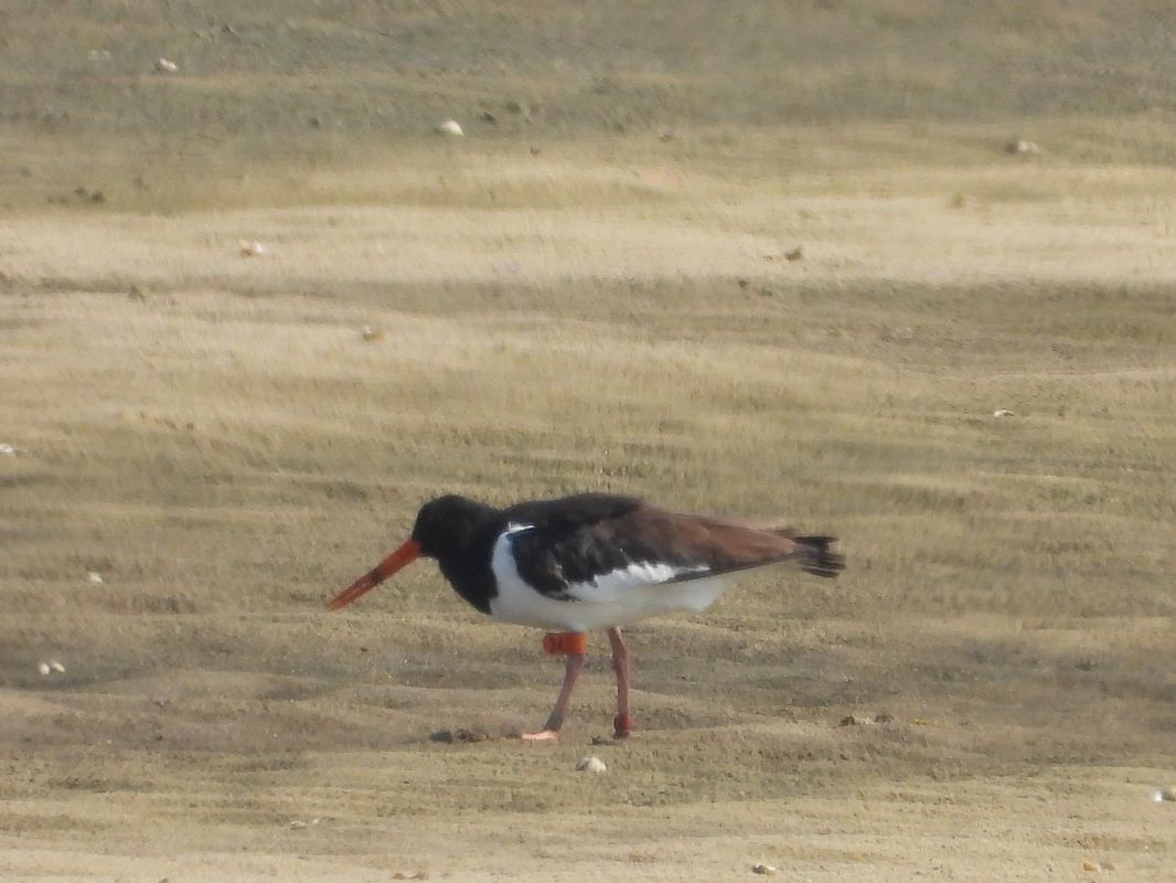 ostrygojad 