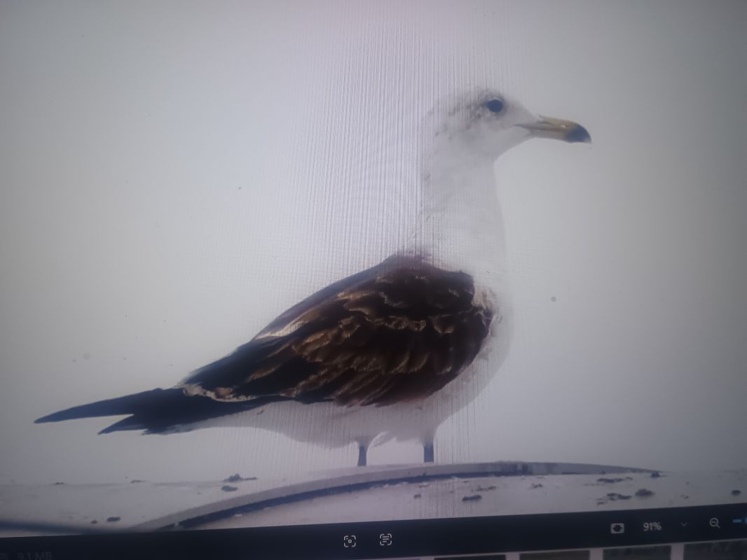 mewa żółtonoga (ssp. fuscus)  - Piotr Janowicz