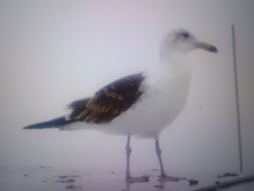 mewa żółtonoga (ssp. fuscus)  - Piotr Janowicz