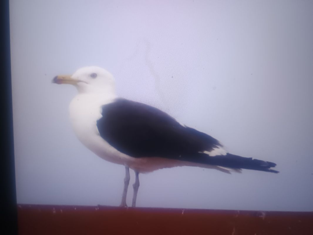 mewa żółtonoga (ssp. fuscus)  - Piotr Janowicz