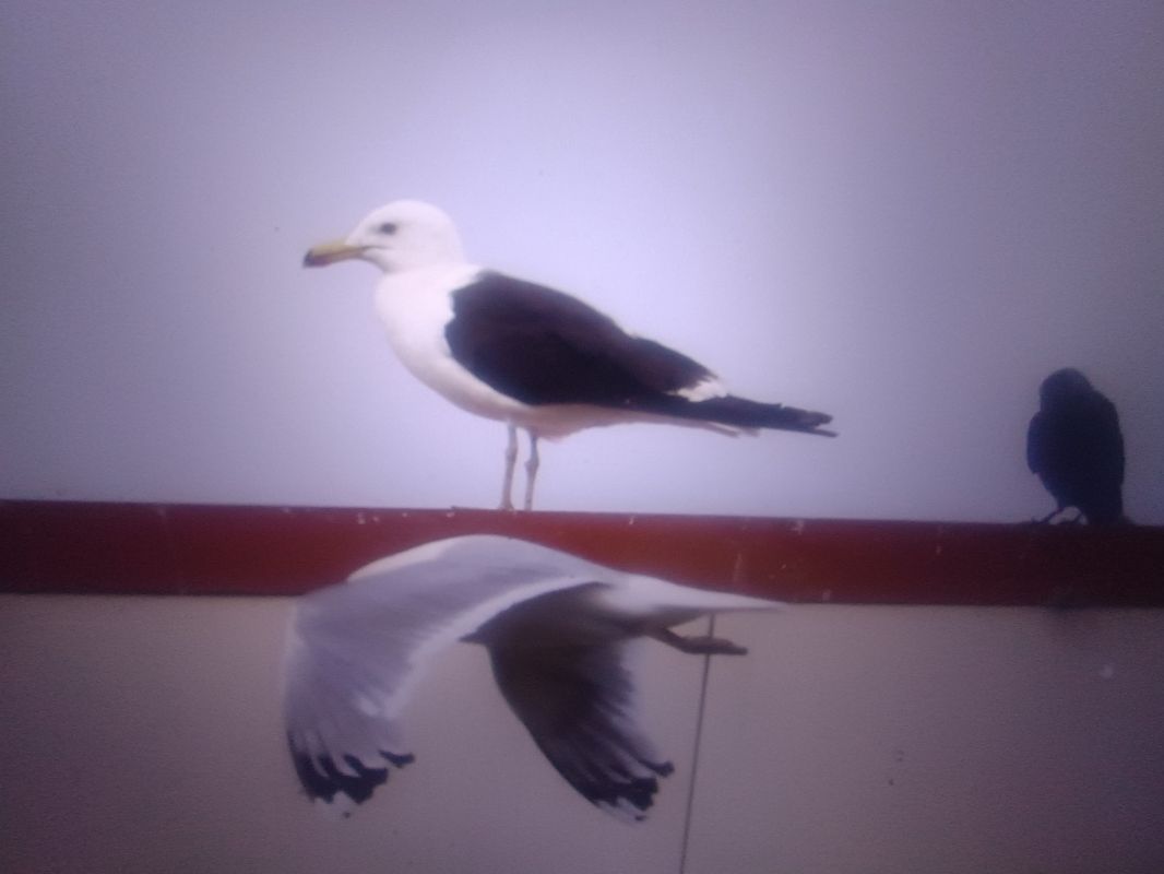 mewa żółtonoga (ssp. fuscus)  - Piotr Janowicz