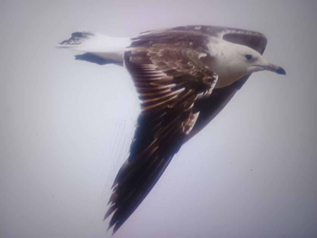 Baltic Gull  - Piotr Janowicz