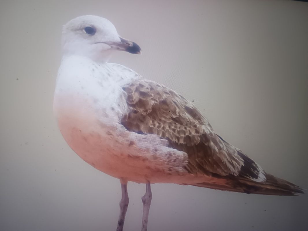Heringsmöwe (ssp. fuscus)  - Piotr Janowicz