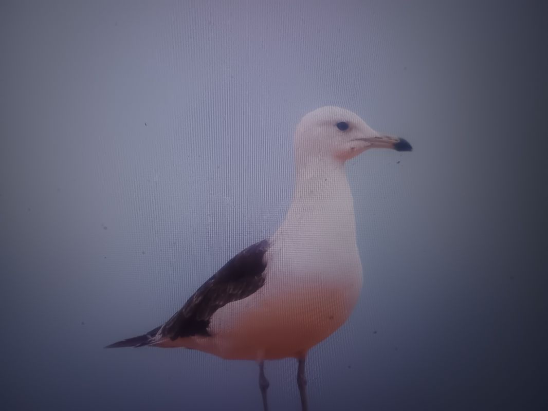 mewa żółtonoga (ssp. fuscus)  - Piotr Janowicz