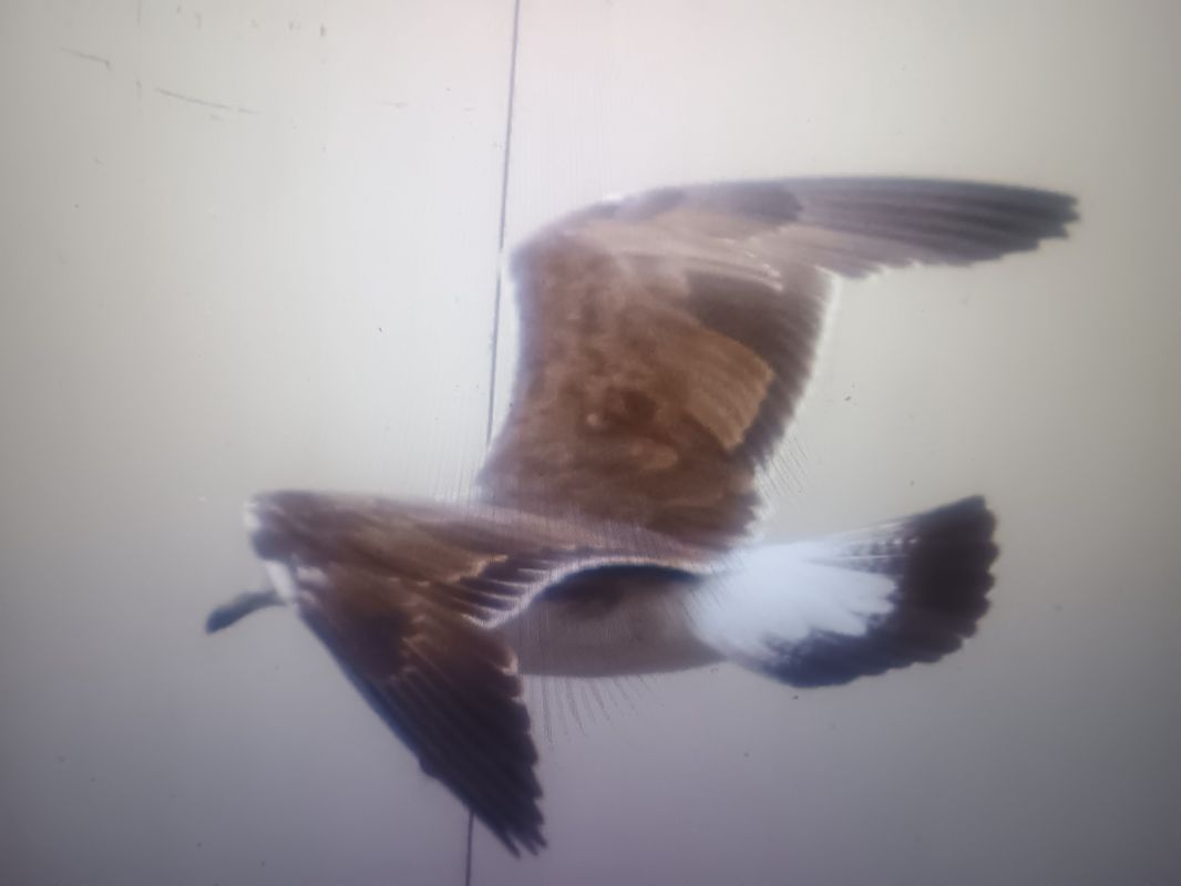 Baltic Gull  - Piotr Janowicz