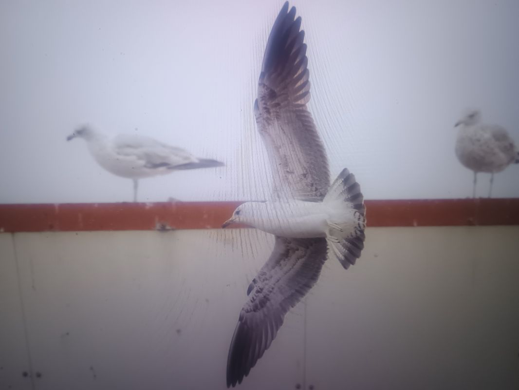 Baltic Gull  - Piotr Janowicz