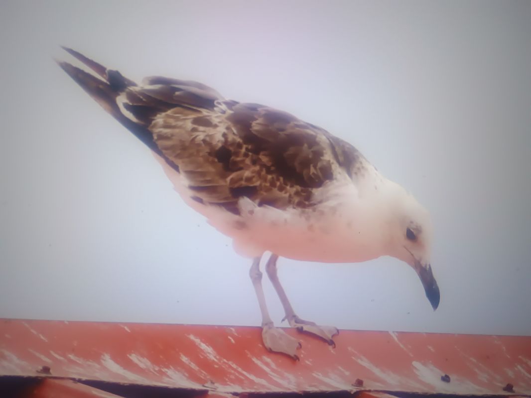 Heringsmöwe (ssp. fuscus)  - Piotr Janowicz
