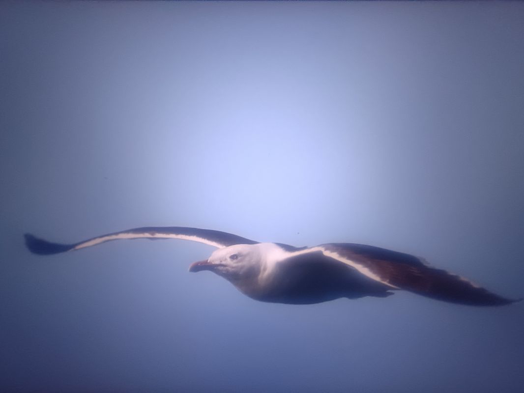 Heringsmöwe (ssp. fuscus)  - Piotr Janowicz