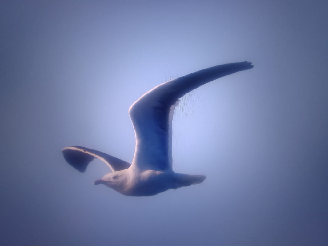 Heringsmöwe (ssp. fuscus)  - Piotr Janowicz