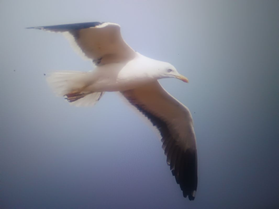 Heringsmöwe (ssp. fuscus)  - Piotr Janowicz