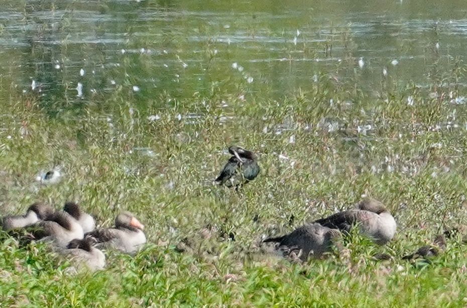 ibis kasztanowaty  - Andrzej Chwierut