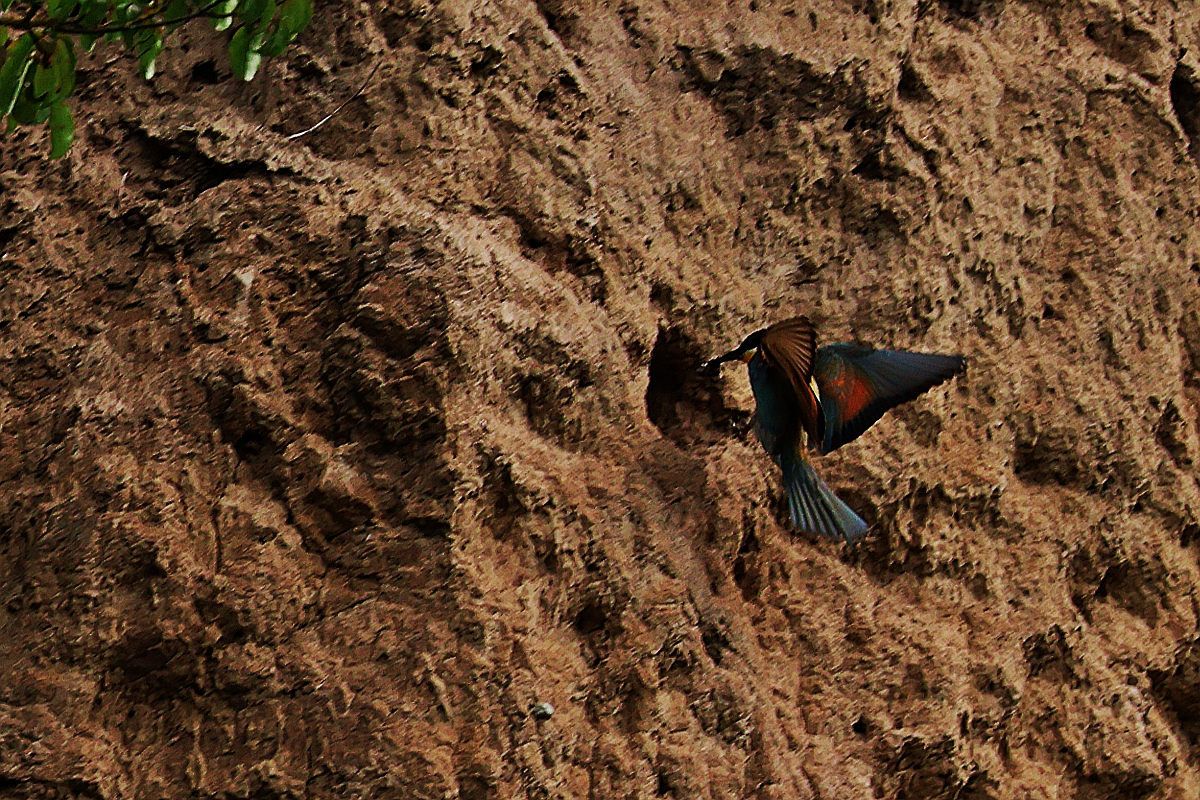 European Bee-eater  - Krzysztof Czajowski
